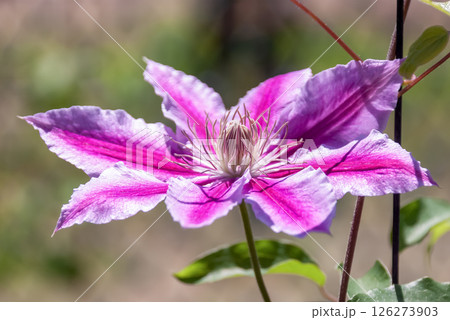 優雅な花クレマチス、ドクター・ラップル【キンポウゲ科センニンソウ属】 126273903