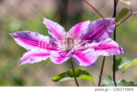 優雅な花クレマチス、ドクター・ラップル【キンポウゲ科センニンソウ属】 優雅な花クレマチス、ドクター・ラップル【キンポウゲ科センニンソウ属】 126273904