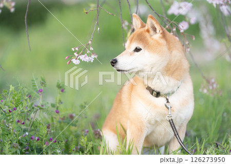 しだれ桜の下でポーズとる柴犬 可愛い柴犬 柴犬茜 しだれ桜の下でポーズとる柴犬 可愛い柴犬 柴犬茜 126273950