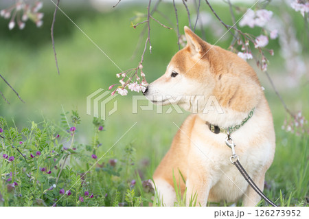しだれ桜の下でポーズとる柴犬 可愛い柴犬 柴犬茜 しだれ桜の下でポーズとる柴犬 可愛い柴犬 柴犬茜 126273952