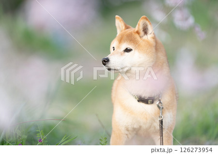 しだれ桜の下でポーズとる柴犬 可愛い柴犬 柴犬茜 しだれ桜の下でポーズとる柴犬 可愛い柴犬 柴犬茜 126273954