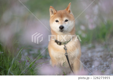 しだれ桜の下でポーズとる柴犬 可愛い柴犬 柴犬茜 しだれ桜の下でポーズとる柴犬 可愛い柴犬 柴犬茜 126273955