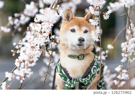 しだれ桜の下でポーズとる柴犬　可愛い柴犬　柴犬茜 126273962