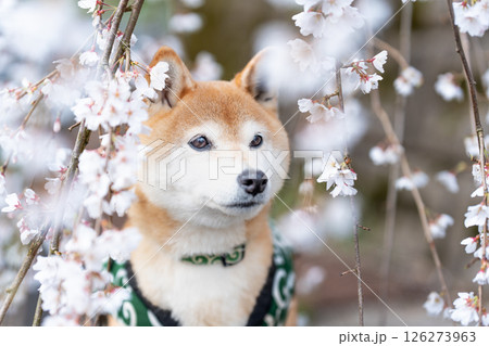 しだれ桜の下でポーズとる柴犬　可愛い柴犬　柴犬茜 126273963