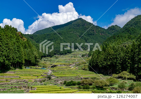 愛知県新城市の四谷の千枚田の夏の風景 愛知県新城市の四谷の千枚田の夏の風景 126274007