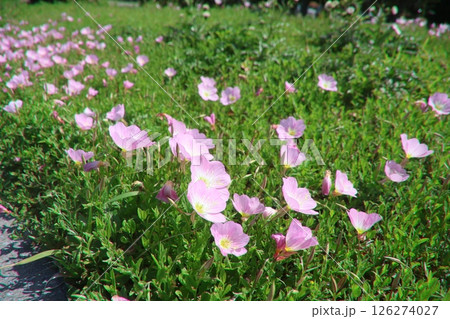 モモイロヒルザキツキミソウ（沖縄県・読谷村） 126274027