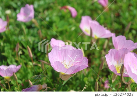 モモイロヒルザキツキミソウ(沖縄県・読谷村) モモイロヒルザキツキミソウ(沖縄県・読谷村) 126274028