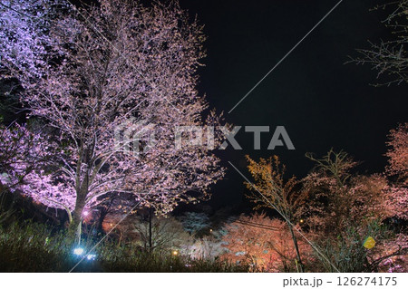 吉野千本桜 下千本 ライトアップ 吉野千本桜 下千本 ライトアップ 126274175
