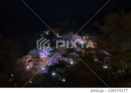 吉野千本桜 下千本 ライトアップ 126274177