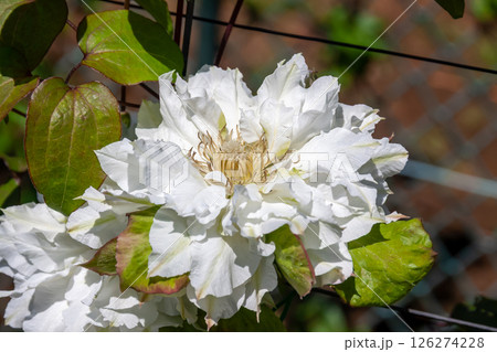 優雅な花クレマチス【キンポウゲ科センニンソウ属】 優雅な花クレマチス【キンポウゲ科センニンソウ属】 126274228