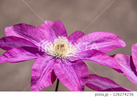優雅な花クレマチス、柿生【キンポウゲ科センニンソウ属】 126274236