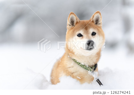 雪を背景に柴犬　可愛い柴犬　柴犬茜 126274241