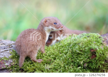 Adorable little common weasel in summer 126274256