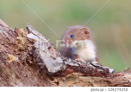 Adorable little common weasel in summer 126274258