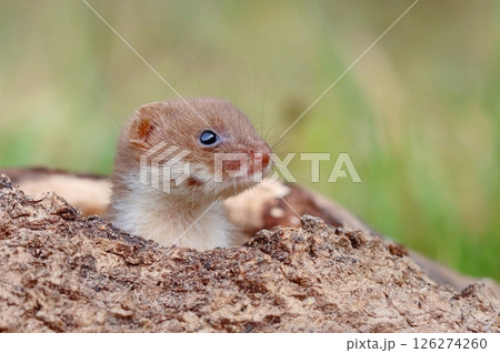 Adorable little common weasel in summer Adorable little common weasel in summer 126274260