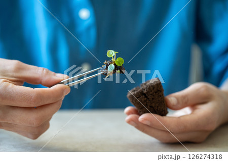 Woman hands holding sprout Pilea plant with tweezers. Careful transplantation, home gardening Woman hands holding sprout Pilea plant with tweezers. Careful transplantation, home gardening 126274318
