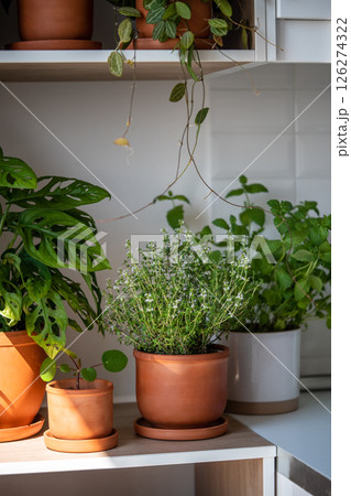 Fresh aromatic garden herbs in terracotta pot in kitchen. Herbal plants for cooking - mint and thyme 126274322