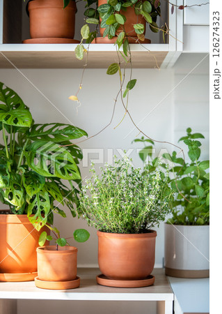Fresh aromatic garden herbs in terracotta pot in kitchen. Herbal plants for cooking - mint and thyme Fresh aromatic garden herbs in terracotta pot in kitchen. Herbal plants for cooking - mint and thyme 126274323