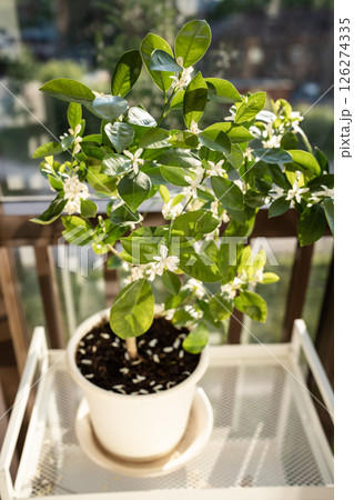 Flowering houseplant Tangerine Mandarin next to the window. Indoor gardening 126274335