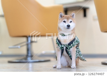 室内でポーズとる柴犬 可愛い柴犬 柴犬茜 室内でポーズとる柴犬 可愛い柴犬 柴犬茜 126274407