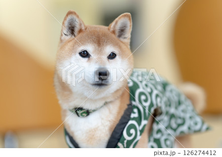 室内でポーズとる柴犬 可愛い柴犬 柴犬茜 室内でポーズとる柴犬 可愛い柴犬 柴犬茜 126274412