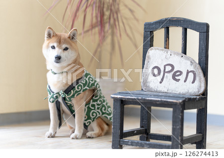 室内でポーズとる柴犬　可愛い柴犬　柴犬茜 126274413