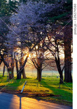 静内二十間道路桜並木 126274560