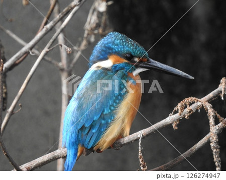 水面を飛行するカワセミ 126274947