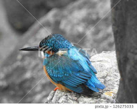 水面を飛行するカワセミ 126275033