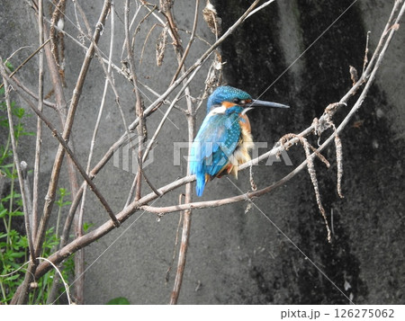 水面を飛行するカワセミ 水面を飛行するカワセミ 126275062