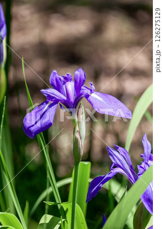 花びら中央に白い斑紋があるカキツバタ【アヤメ科】 126275129