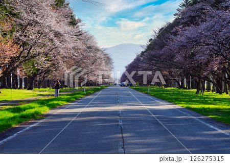 静内二十間道路桜並木 静内二十間道路桜並木 126275315