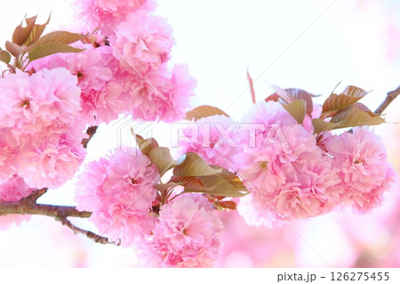 満開の八重桜(関山)のクローズアップ 【白背景】 【空背景】 満開の八重桜(関山)のクローズアップ 【白背景】 【空背景】 126275455