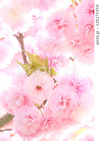 満開の八重桜（花笠）のクローズアップ 126275459