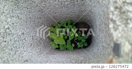 ド根性青じそコンクリートの隙間から立派に育つ 126275472