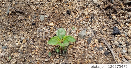 勝手に生えてきたシソ 126275473