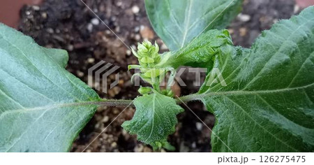 植えたばかりのシソから出穂してしまった 126275475