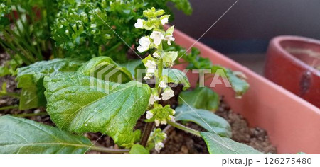 植えたばかりのシソが穂を出し花を咲かせた 植えたばかりのシソが穂を出し花を咲かせた 126275480