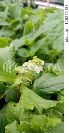 苗なのにシソの穂が出て花が咲いた 126275485