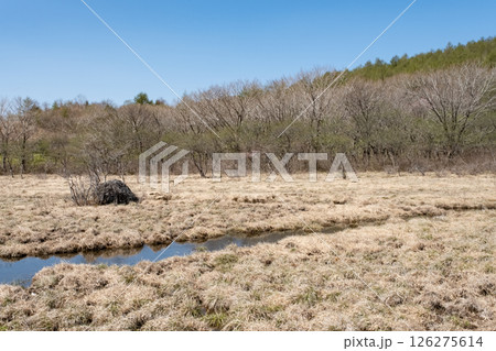 栃木県那須高原沼ッ原湿原の風景 126275614