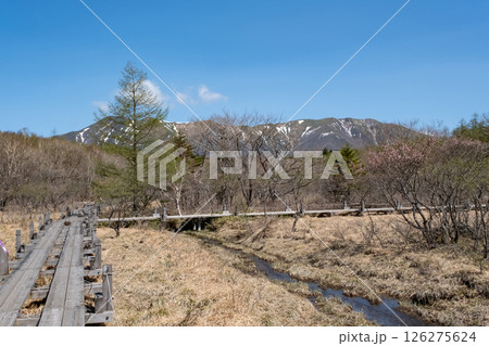 栃木県那須高原沼ッ原湿原木道のある風景 126275624