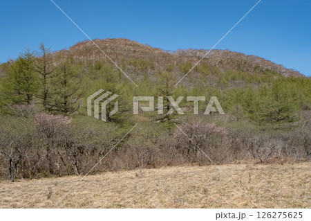 桜咲く栃木県那須高原沼ッ原湿原の風景 126275625