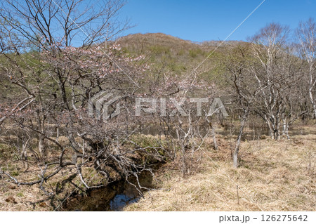 栃木県那須高原沼ッ原湿原の風景 栃木県那須高原沼ッ原湿原の風景 126275642
