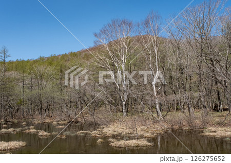 栃木県那須高原沼ッ原湿原の風景 126275652