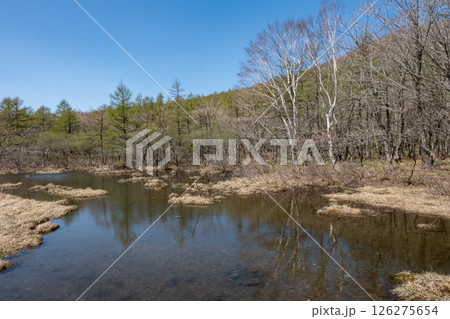 栃木県那須高原沼ッ原湿原の風景 126275654