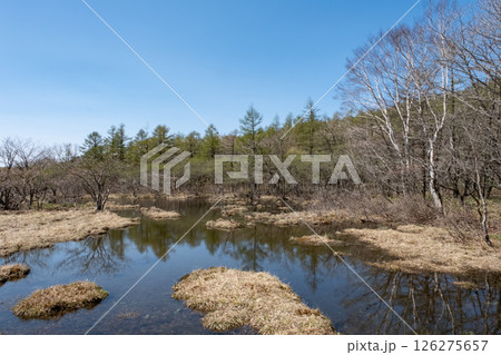 栃木県那須高原沼ッ原湿原の風景 栃木県那須高原沼ッ原湿原の風景 126275657