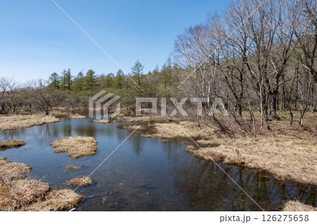 栃木県那須高原沼ッ原湿原の風景 栃木県那須高原沼ッ原湿原の風景 126275658