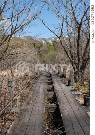 栃木県那須高原沼ッ原湿原木道のある風景 126275662