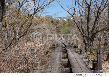 栃木県那須高原沼ッ原湿原木道のある風景 126275663