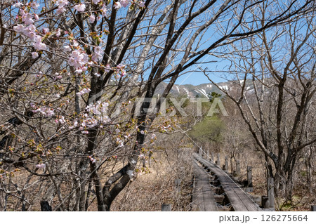 桜咲く栃木県那須高原沼ッ原湿原の風景 126275664